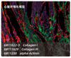 100t kit de tinción doble de fluorescencia de tsaplus para tinción doble de inmunofluorescencia de secciones de parafina