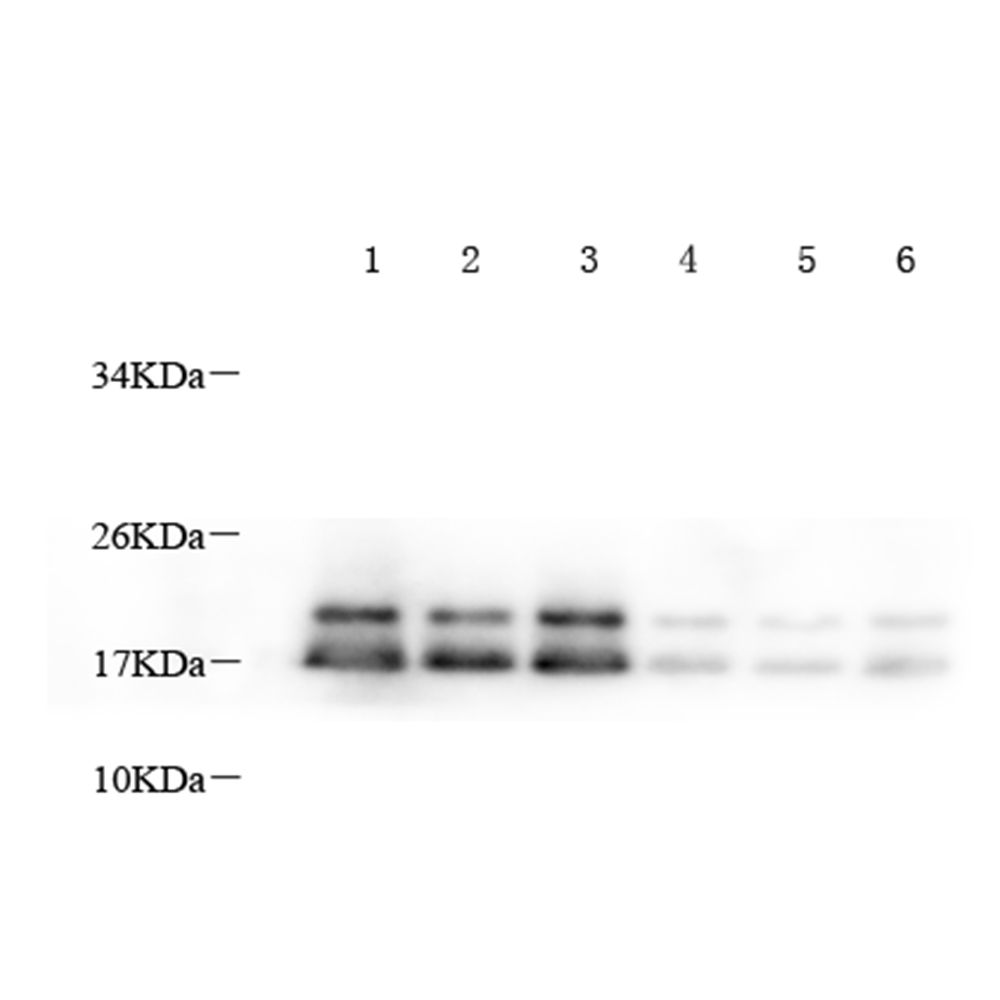 GB11226 anti -mielín proteico básico conejo pab