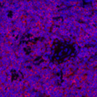 GB11182 Anticuerpo policlonal anti -CD90 / THY1 PAB de conejo