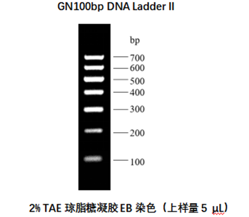 Marcador de electroforesis de ácido nucleico de la escalera de ADN de GN100BP