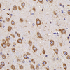 PAB de conejo anti-neurotensina para WB IHC si el anticuerpo policlonal