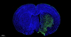 Kit de detección de apoptosis de células de tono de fluoresceína (FITC) 500T para la sección de parafina Sección congelada Celular Cell Slide Cell Spear