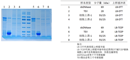 2 x Tampón de carga de proteínas SDS-PAGE (inodoro, tipo reducido) 1 ml